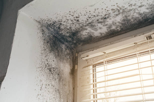 Affordable Attic Mold Removal solutions in West Babylon, NY